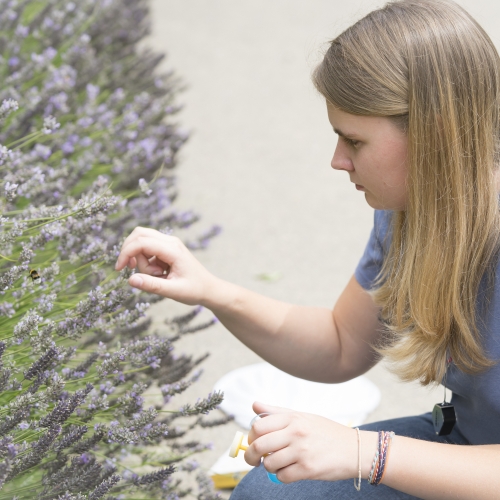 Pollinator project volunteers 2