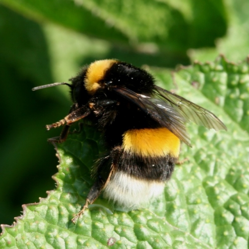 Buff tailed bumblebee - Richard Perchard