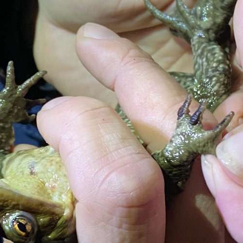 Weston common toad, male - Sarah Maguire